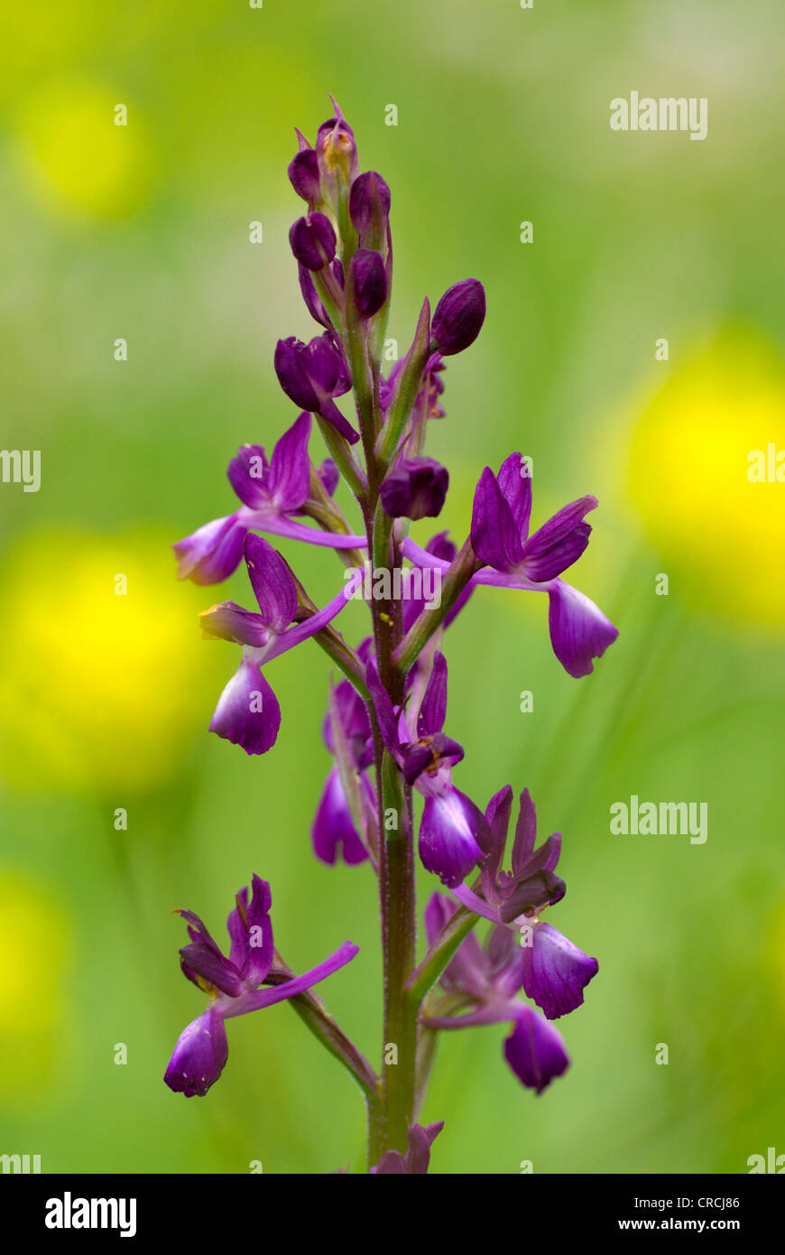 orchid (Orchis palustris), blooming, Greece, Macedonia Stock Photo