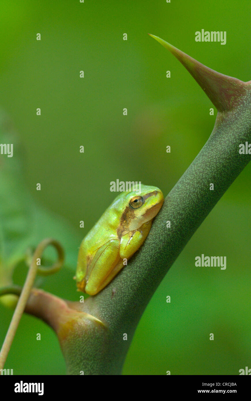 European treefrog, common treefrog, Central European treefrog (Hyla arborea), young, Greece, Thessalien, Stomio Stock Photo