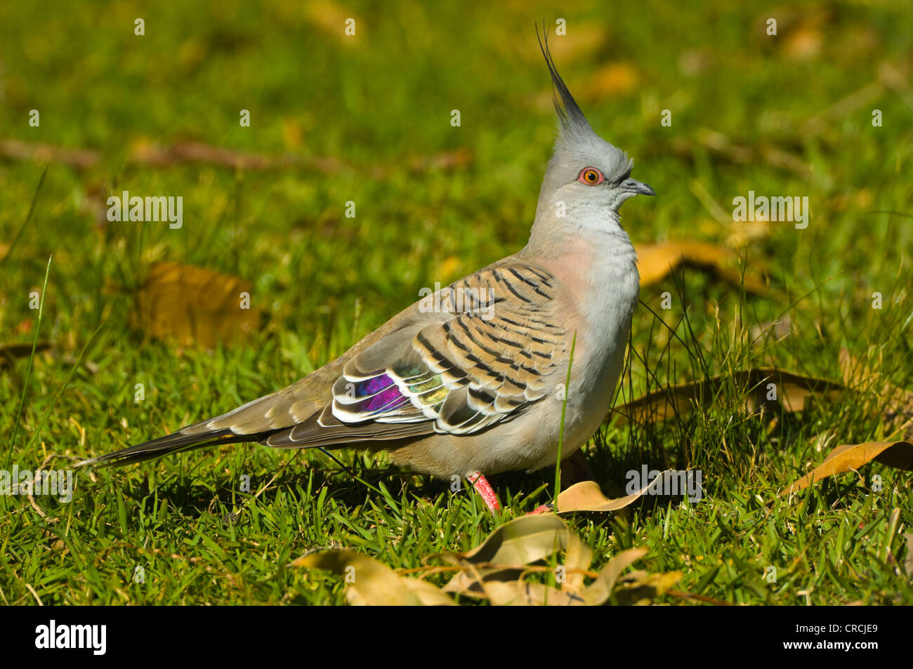 Crested Pigeon (Ocyphaps lophotes) Stock Photo