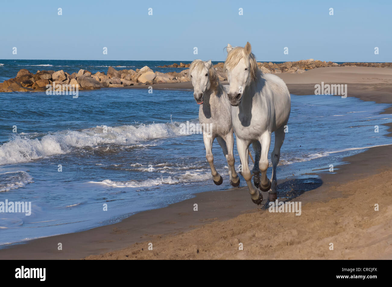 Camargue horses running on the beach, Bouches du Rhône, France Stock Photo