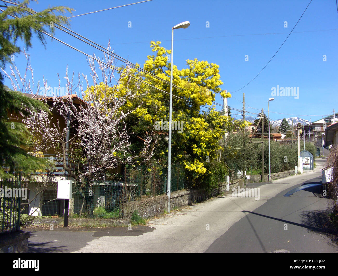 silver wattle (Acacia dealbata), blooming as an ornamental tree in a village south of the Mount Etna (in background), Italy, Sicilia Stock Photo