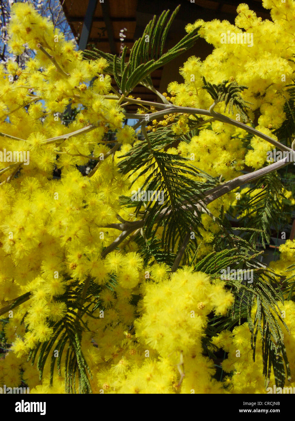silver wattle (Acacia dealbata), twig with blossoms Stock Photo