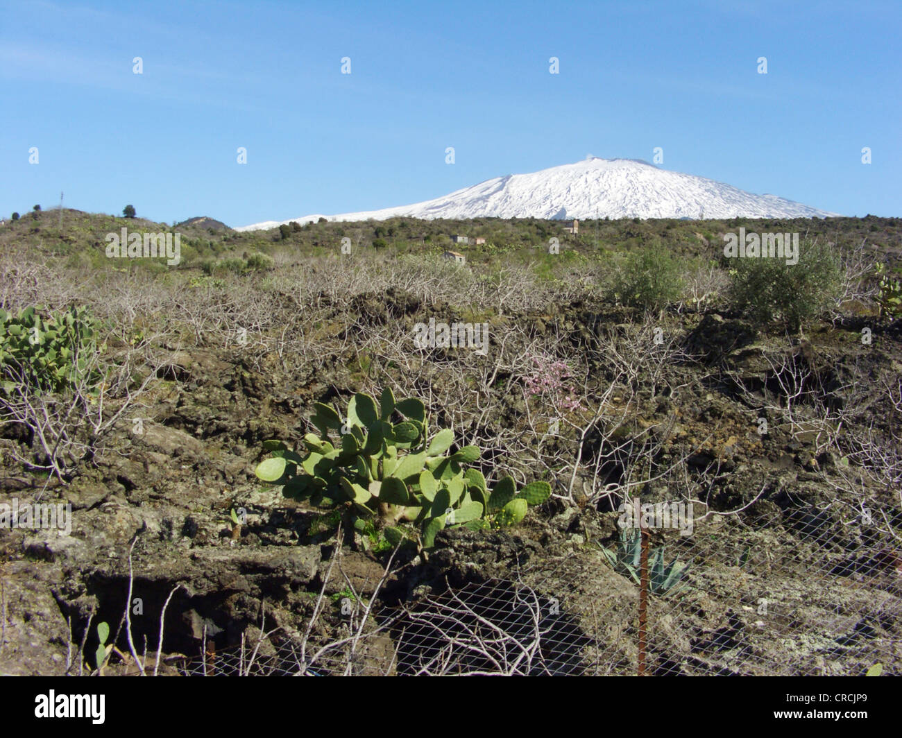 Indian fig, cactus pear (Opuntia ficus-indica, Opuntia ficus-barbarica), on fallow land with the snow covered Mount Etna in the background, Italy, Sicilia Stock Photo