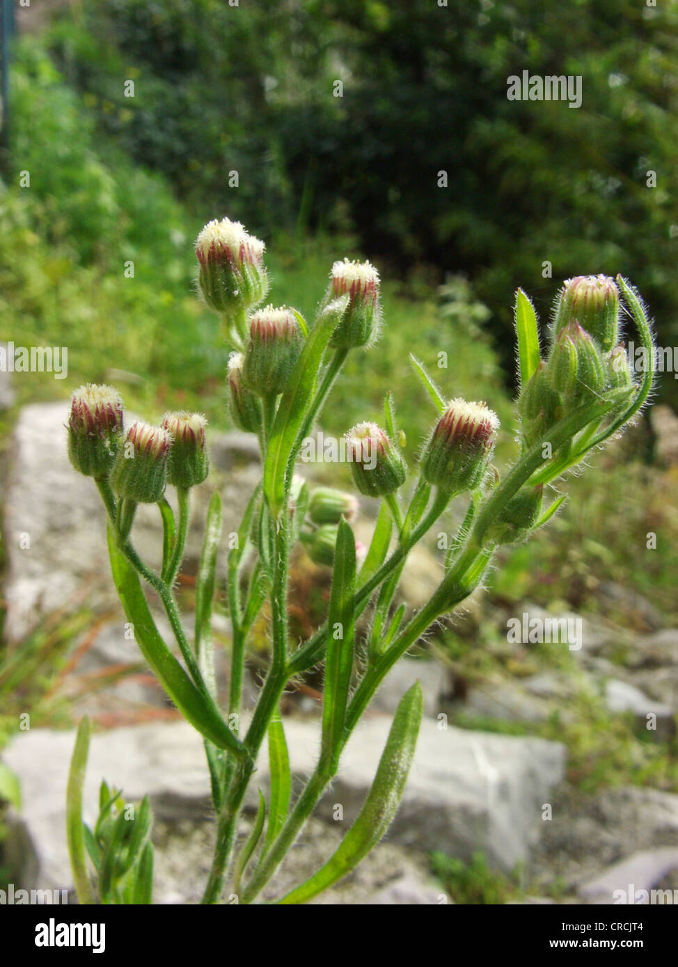 hairy fleabane, horse-weed, butter-weed, Canadian fleabane, South American conyza (Conyza bonariensis), blooming, Italy, Sicilia Stock Photo