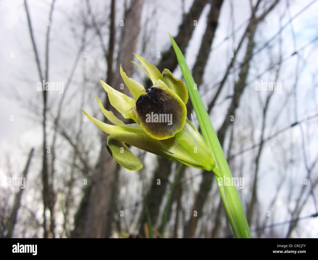 snakeshead iris (Hermodactylus tuberosus), blooming single plant, Italy, Sicilia Stock Photo