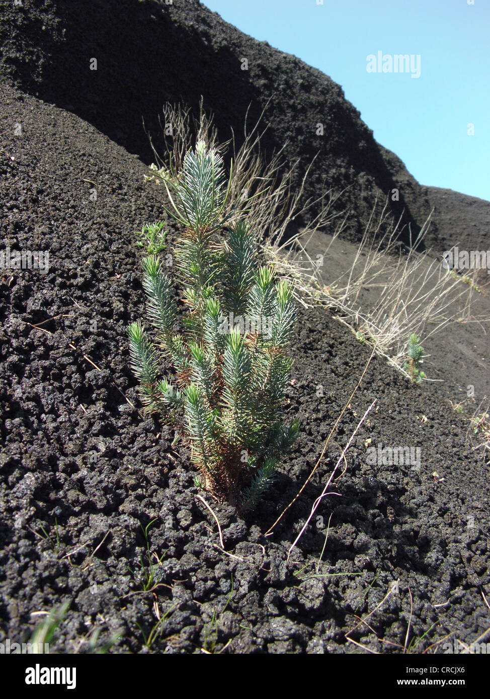 aleppo pine (Pinus halepensis), young single plant on a lava field at the southern slope of Mount Etna, Italy, Sicilia Stock Photo