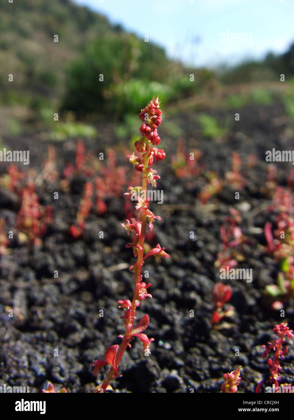 Red Dock (Rumex bucephalophorus), single plant growing on lava at the southern slope of Mount Etna, Italy, Sicilia Stock Photo