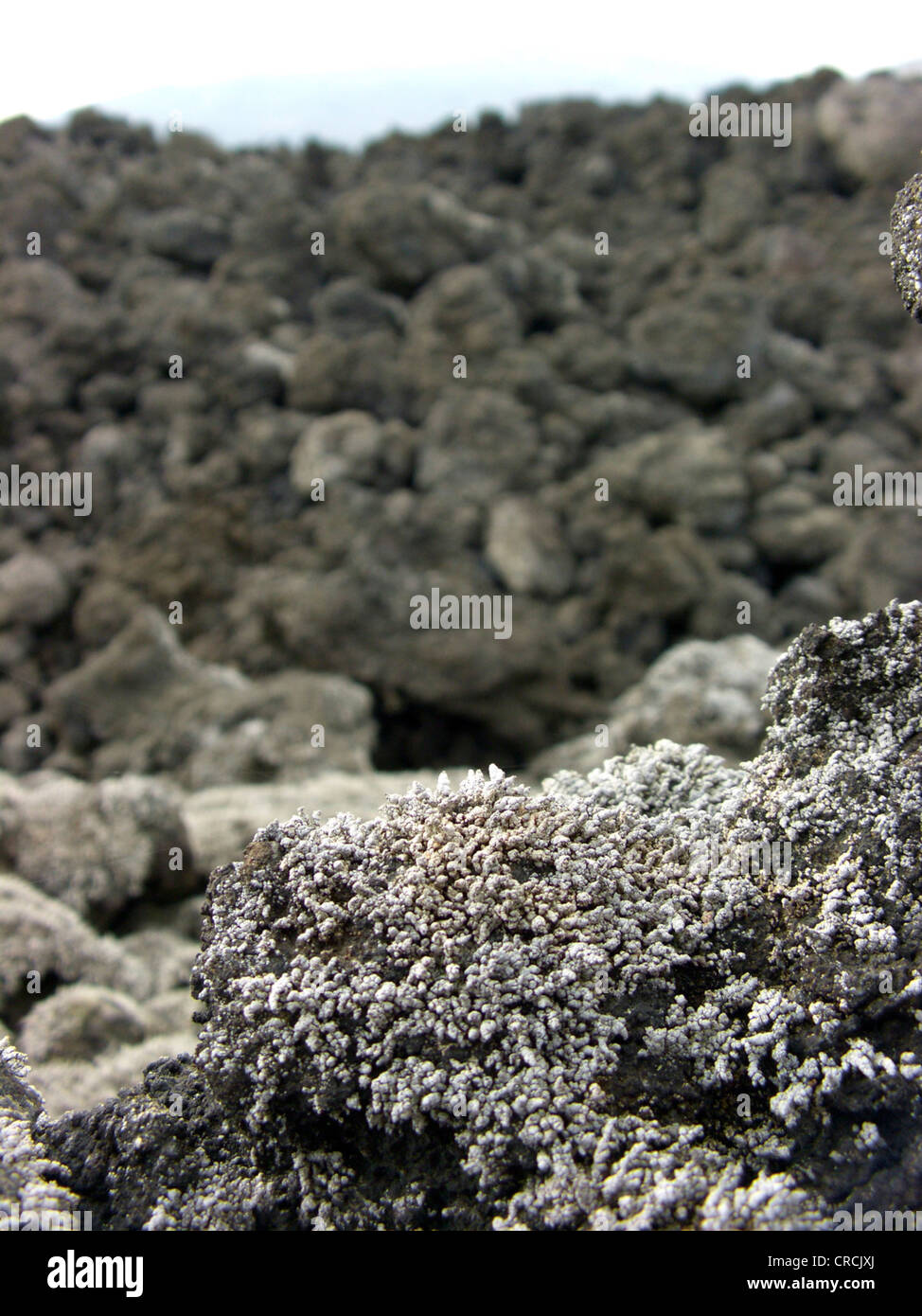 Stereocaulon (Stereocaulon vesuvianum), growing on lava at hte slope of Mount Etna, Italy, Sicilia Stock Photo