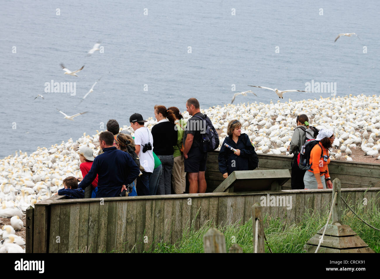 Tourists standing on an observation deck at a breeding colony of northern gannets (Morus bassanus) on Ille Bonaventure near Stock Photo
