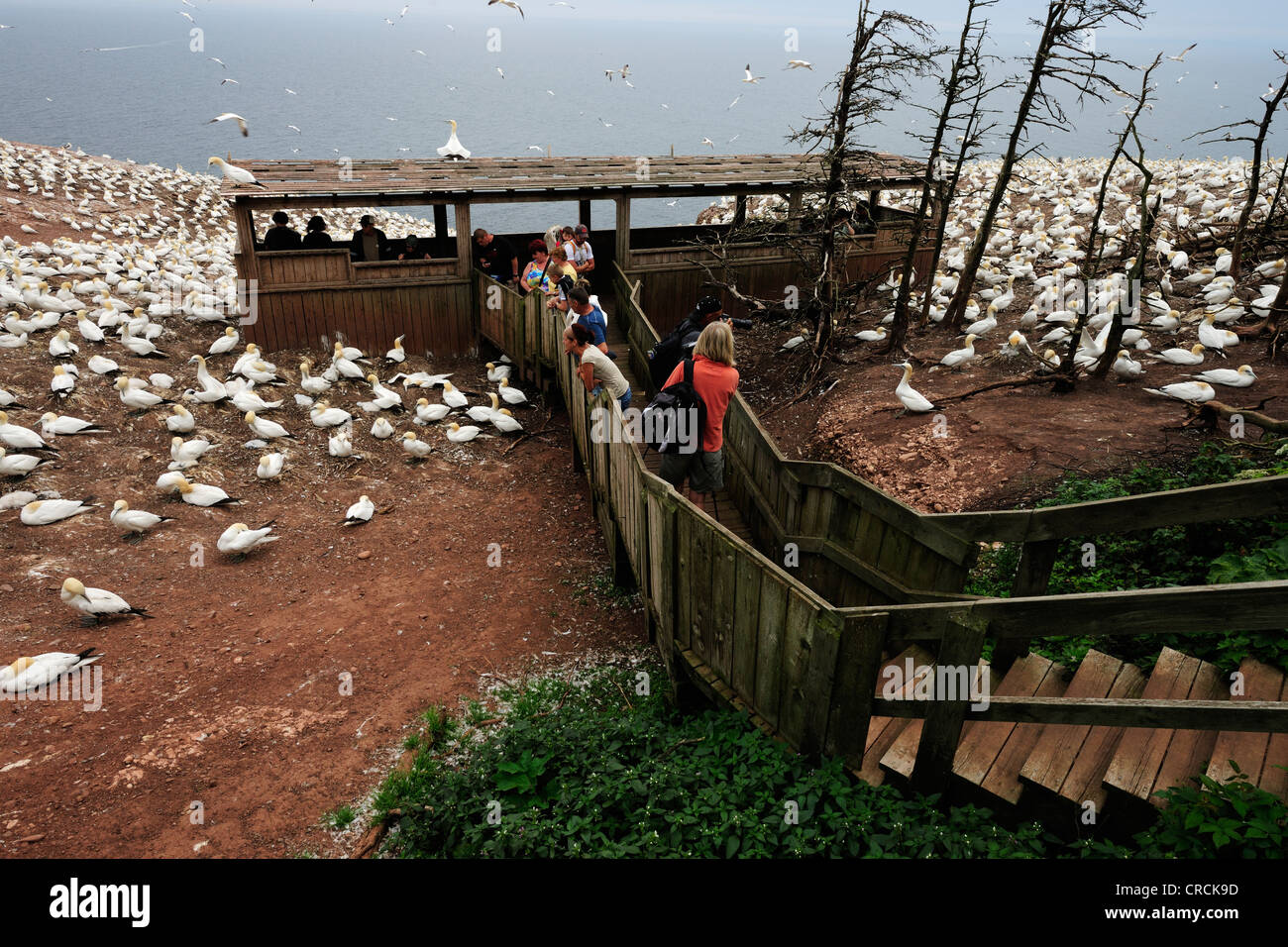 Viewing platform in the middle of the colony, Northern gannets (Morus bassanus) nesting in summer at Percé on the Atlantic Stock Photo