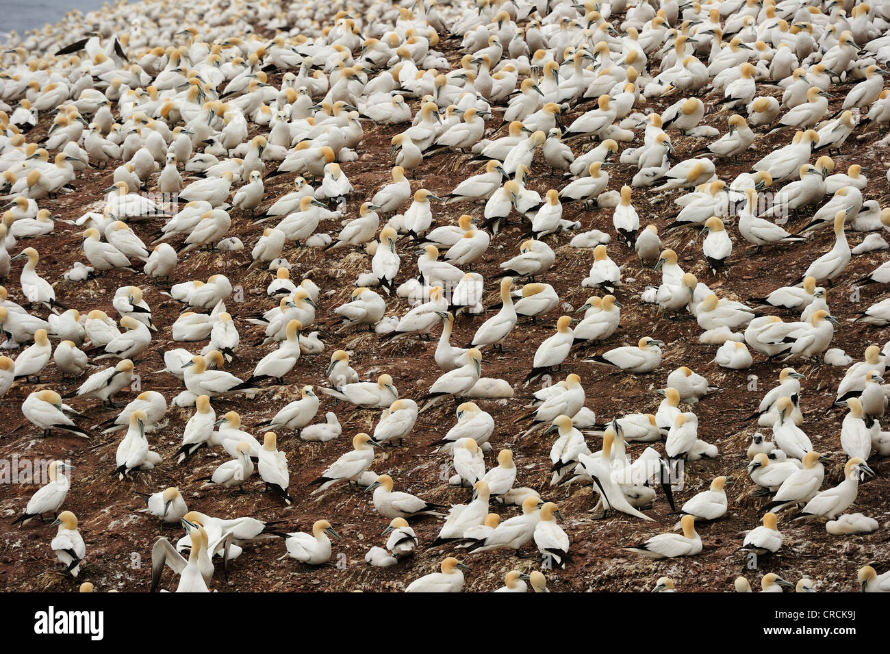 Northern Gannets (Morus bassanus) nesting in summer at Percé on the Atlantic island of Ille Bonaventure off the Gaspé or Stock Photo