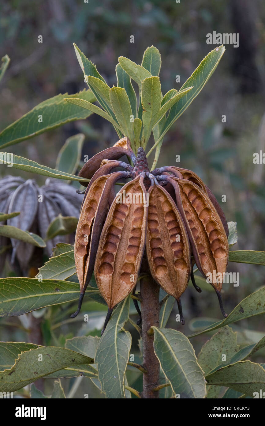 Open fruit (follicle) of a waratah plant Stock Photo