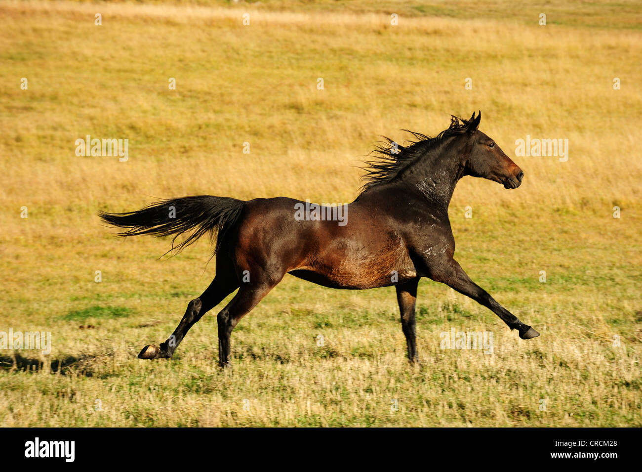 Horse galloping across the prairie, Saskatchewan, Canada Stock Photo