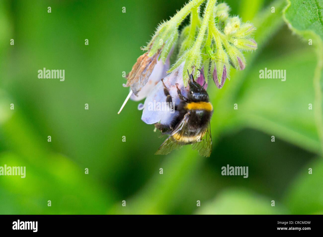 Bumblebees drinking nectar from flowers Stock Photo