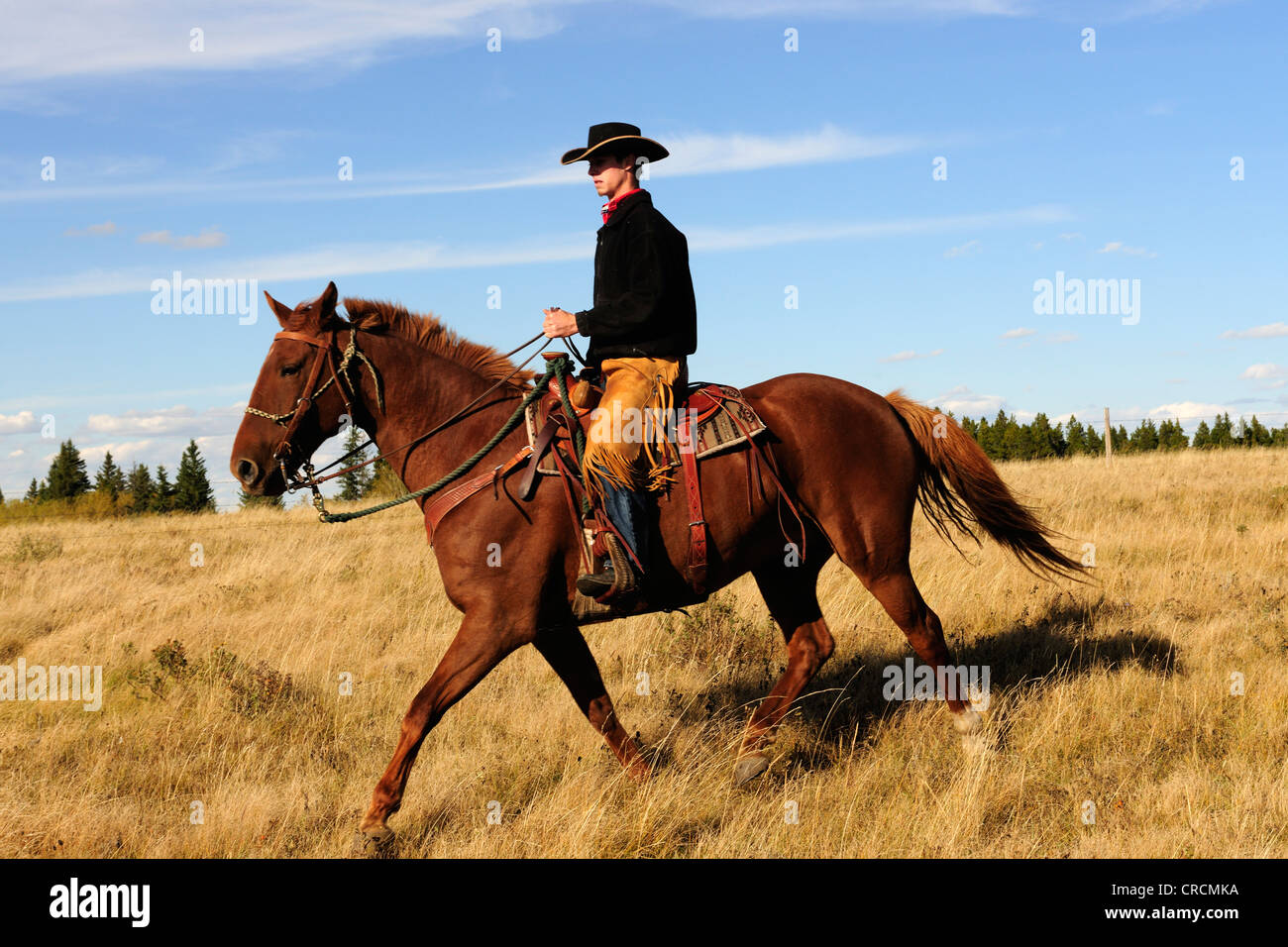 Cowboy riding across the prairie, Saskatchewan, Canada Stock Photo