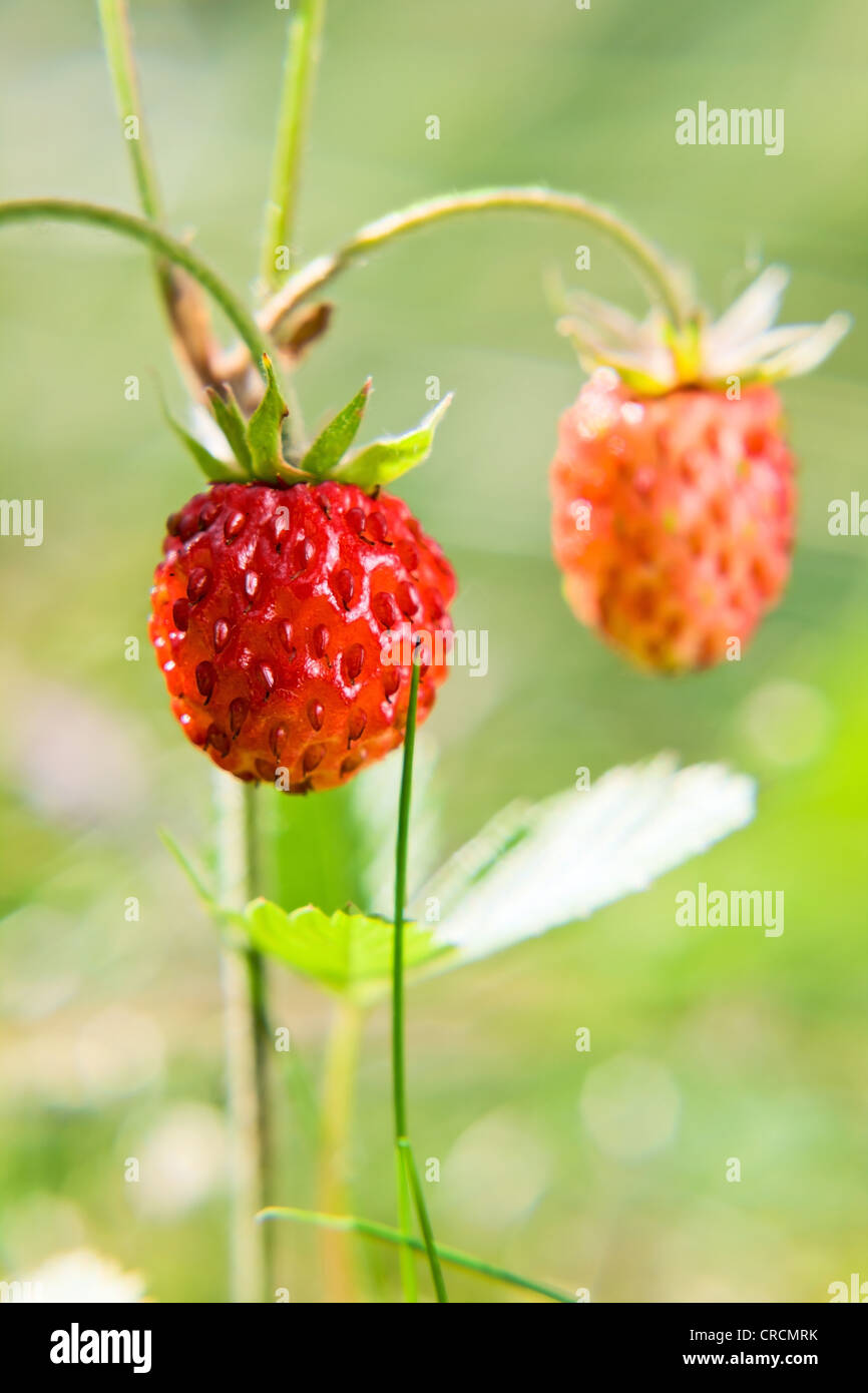 Berry macro hi-res stock photography and images - Alamy