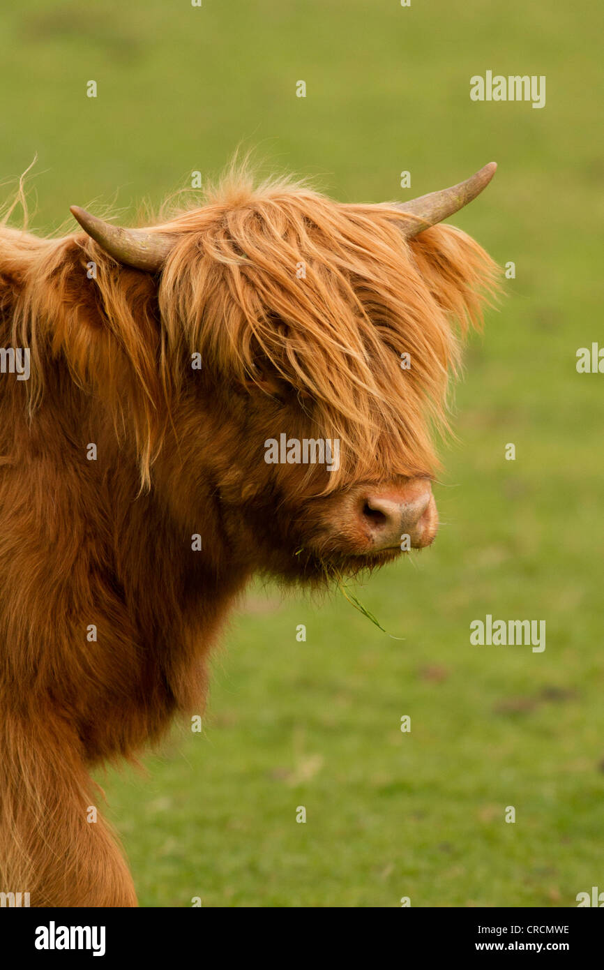 Highland Cow, Isle of Mull, Scotland Stock Photo - Alamy