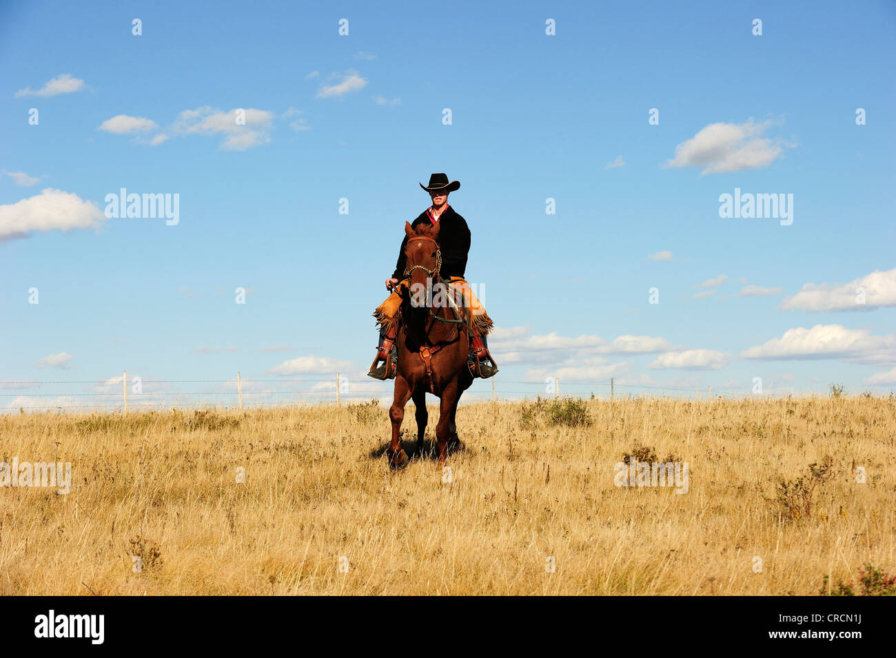 Cowboy rides through the prairie, Saskatchewan, Canada, North America Stock Photo