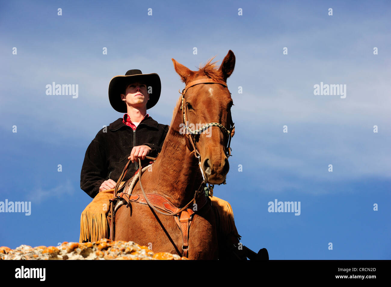 Cowboy on a horse looking into the distance, Saskatchewan, Canada, North America Stock Photo