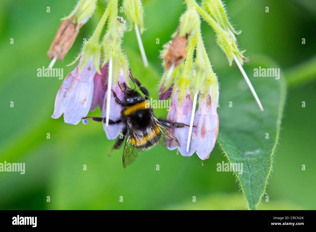 Bumblebees drinking nectar from flowers Stock Photo