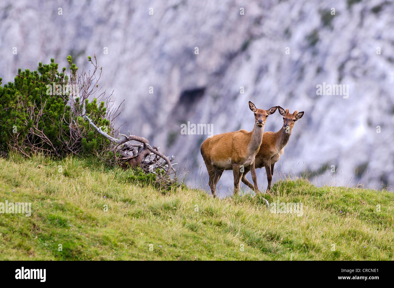 Red Deer (Cervus elaphus), Nauders Alm alpine pasture, Karwendel Mountains, Tyrol, Austria, Europe Stock Photo
