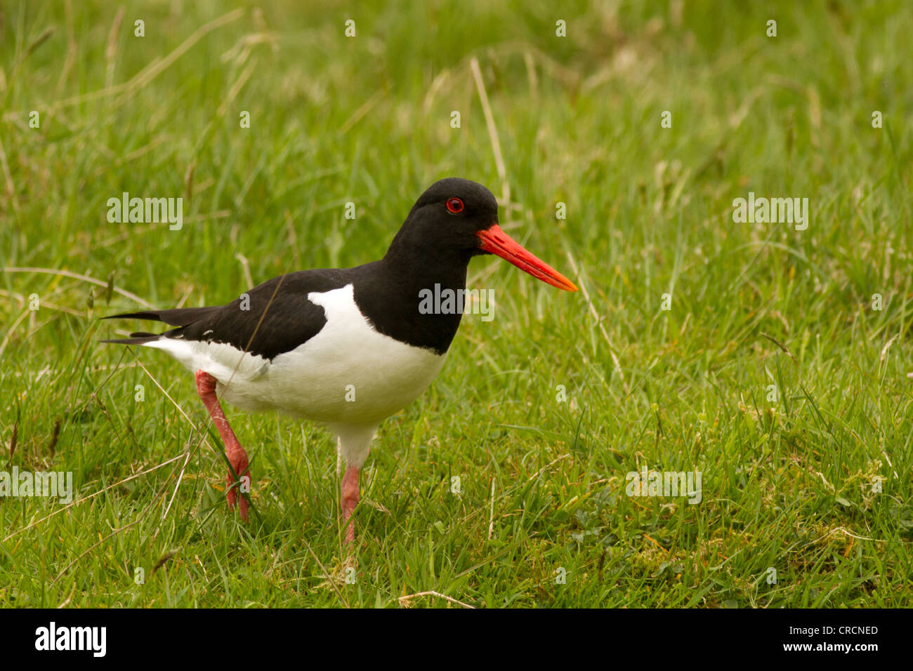 Oystercatcher, Haematopus ostralegus, Cairngorms, Scotland Stock Photo
