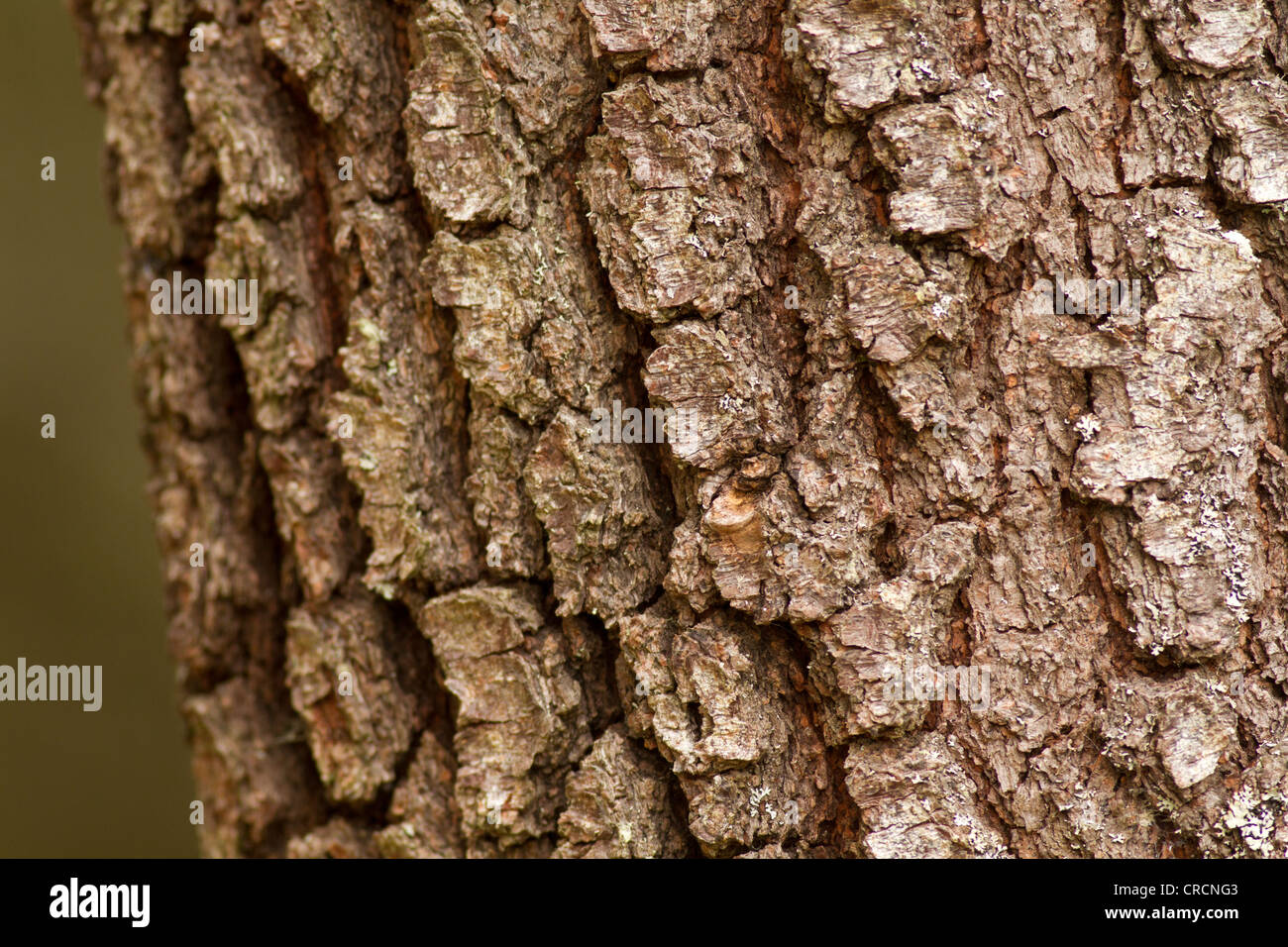 Tree Bark, Cairngorms, Scotland Stock Photo