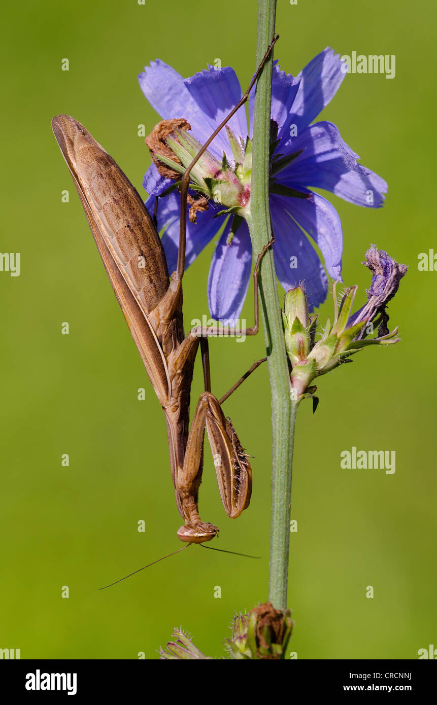 Praying Mantis (Mantis religiosa), Allersgraben, South Burgenland, Austria, Europe Stock Photo