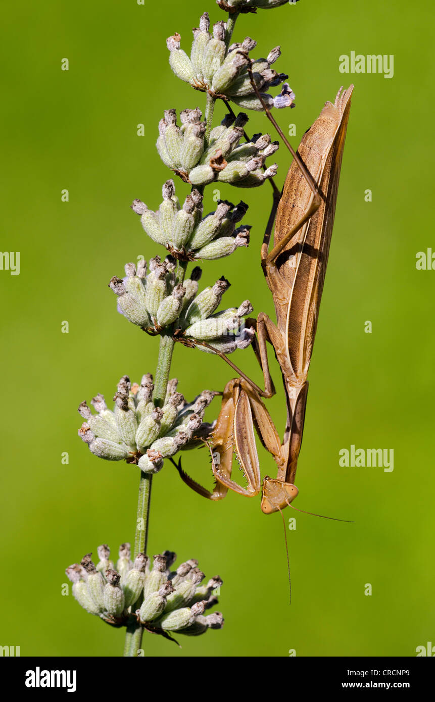 Praying Mantis (Mantis religiosa), Allersgraben, South Burgenland, Austria, Europe Stock Photo