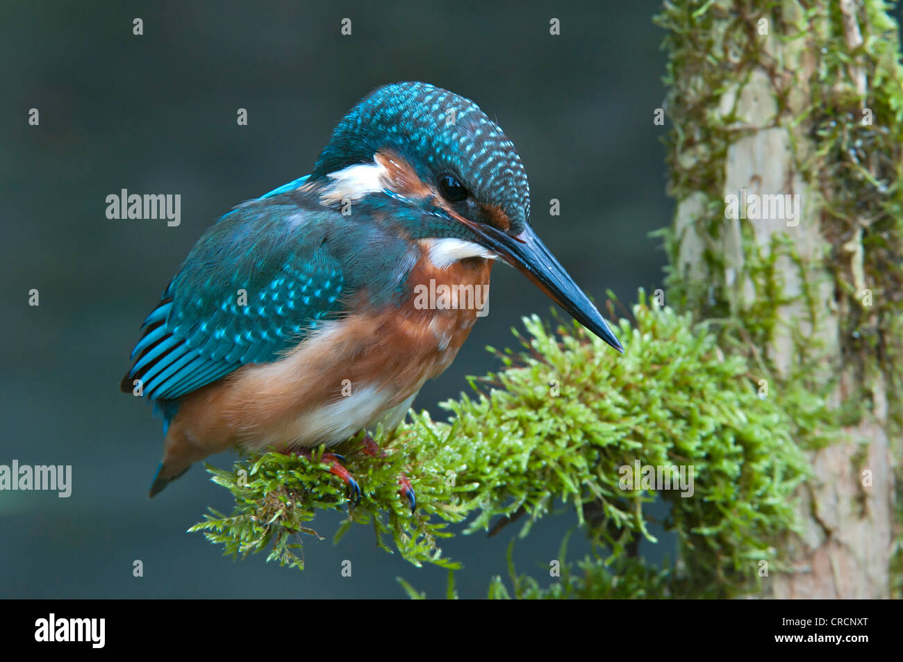 Kingfisher (Alcedo atthis), Tratzberg Conservation Area, Tyrol, Austria, Europe Stock Photo