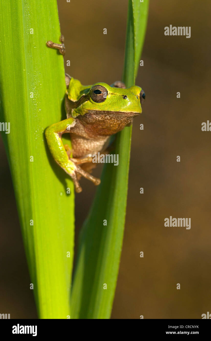 Sardinian tree frog (Hyla sarda), Sardinia, Italy, Europe Stock Photo