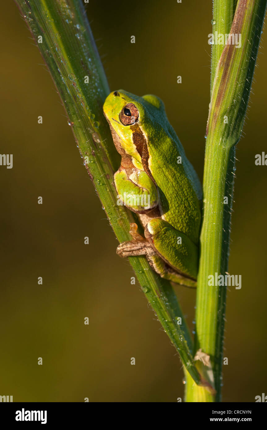 Sardinian tree frog (Hyla sarda), Sardinia, Italy, Europe Stock Photo
