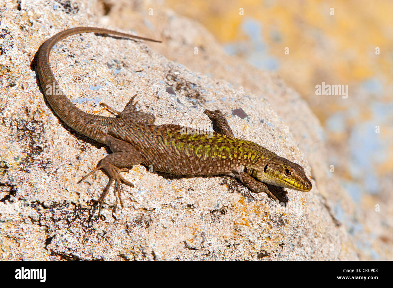 Lizard In Rome Italian Wall Lizard High Resolution Stock Photography and Images - Alamy