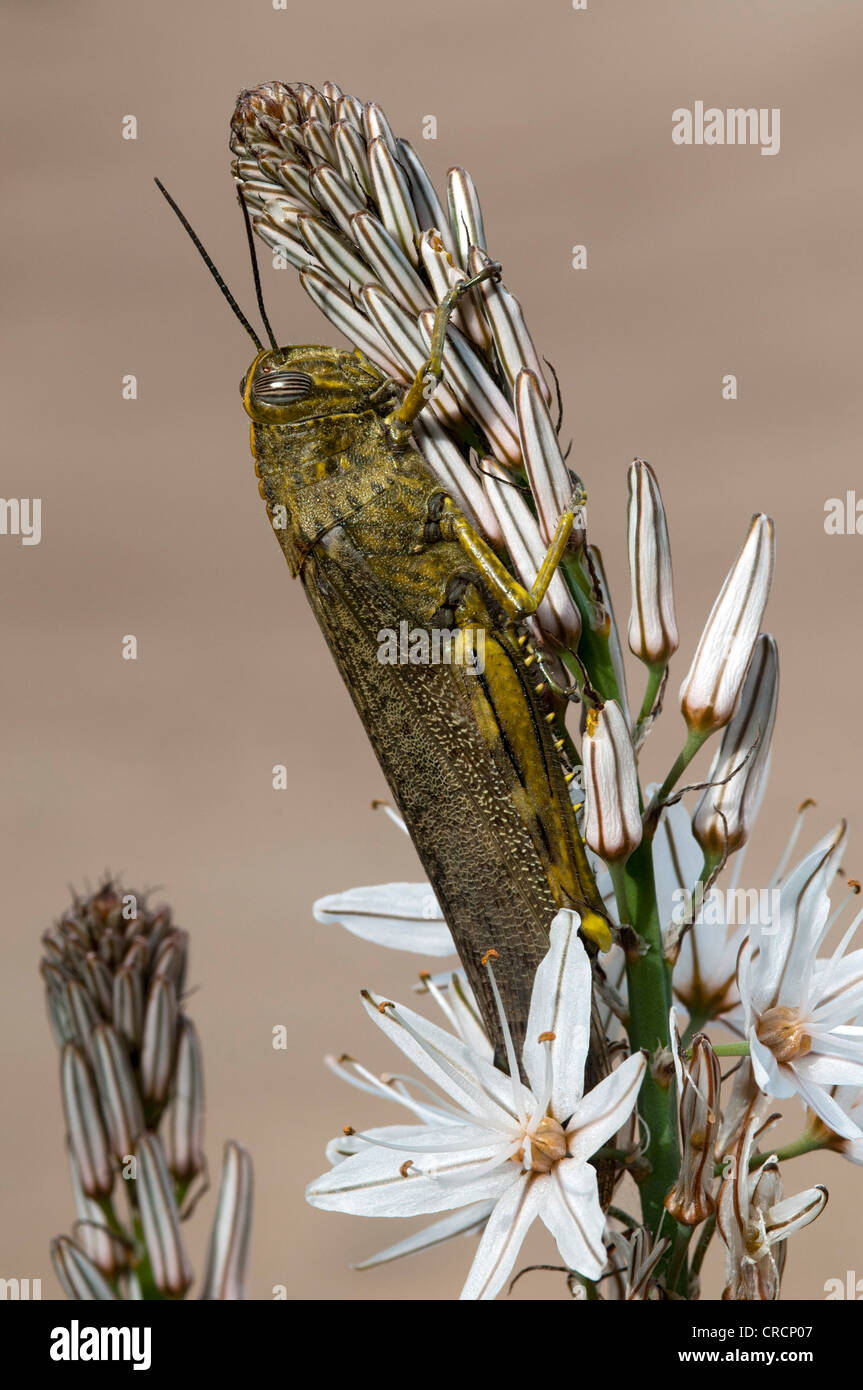 Egyptian locust (Anacridium aegyptium), Sardinia, Italy, Europe Stock Photo