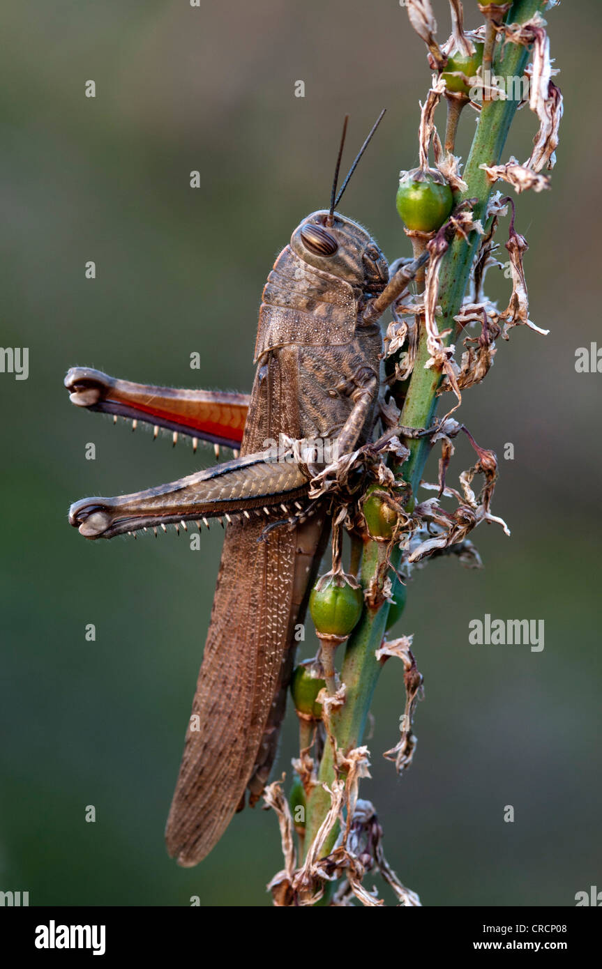 Egyptian locust (Anacridium aegyptium), Sardinia, Italy, Europe Stock Photo