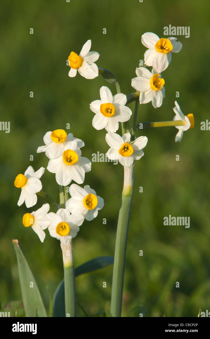 Daffodil or Bunchflowered Narcissus (Narcissus tazetta), Sardinia