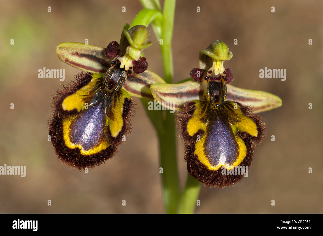 Mirror Bee Orchid (Ophrys ciliata), Sardinia, Italy, Europe Stock Photo