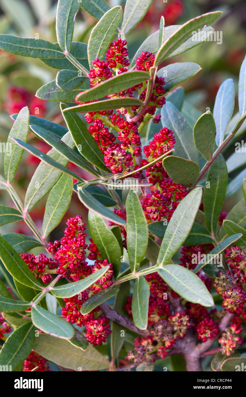 Mastic tree (Pistacia lentiscus), Sardinia, Italy, Europe Stock Photo