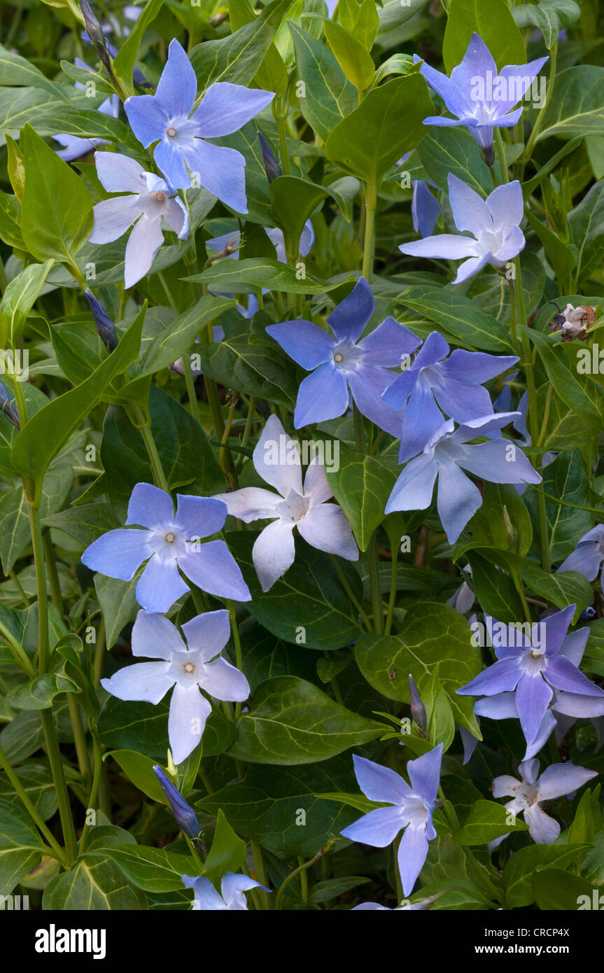 Bigleaf Periwinkle, Large Periwinkle, Greater Periwinkle, or Blue