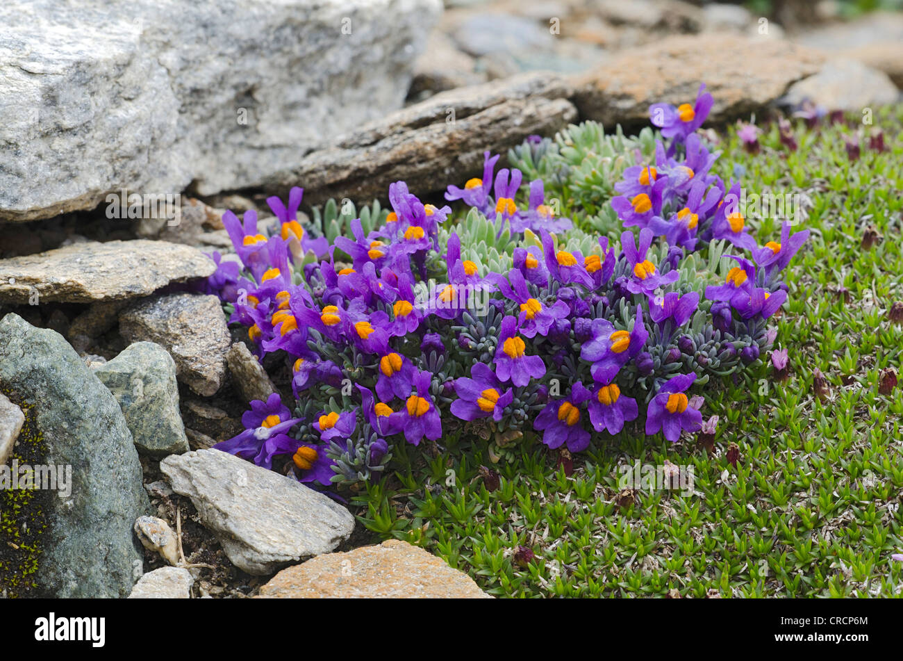Alpine Toadflax (Linaria alpina), Gamsgrube, Franz-Josefs-Hoehe, Hohe Tauern National Park, Carinthia, Austria, Europe Stock Photo