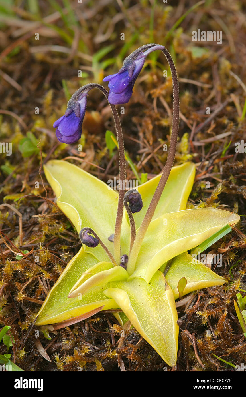 Common butterwort (Pinguicula vulgaris), Obersee, East Tyrol, Austria, Europe Stock Photo