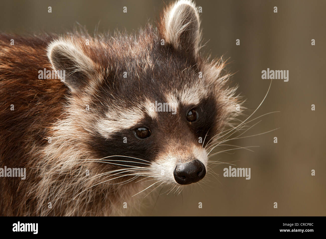 Raccoon (Procyon lotor), portrait, Wildpark Assling wildlife park, East Tyrol, Austria, Europe Stock Photo