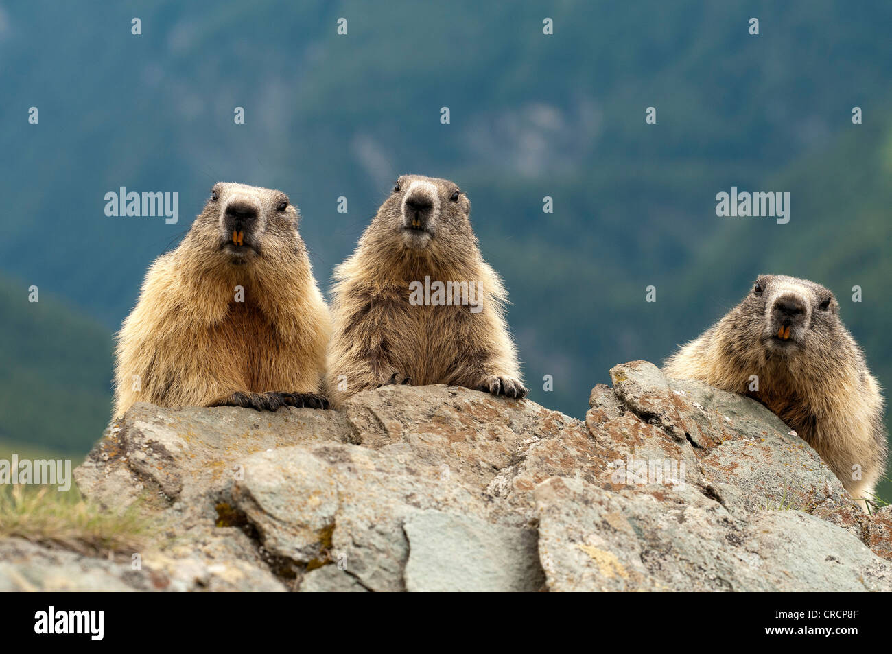 Alpine Marmots (Marmota marmota), Hohe Tauern National Park, Carinthia, Austria, Europe Stock Photo