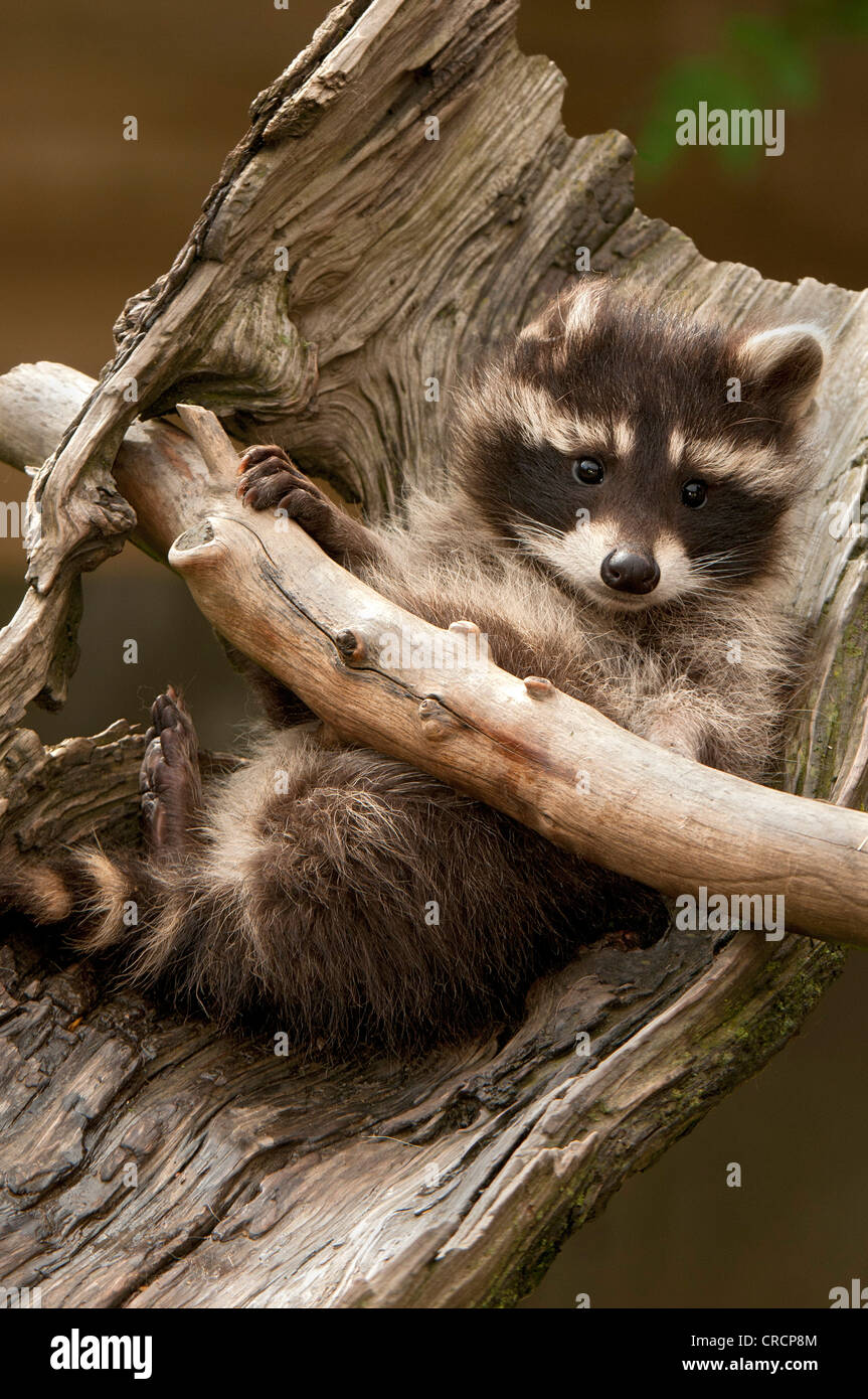 Raccoon (Procyon lotor), Wildpark Assling wildlife park, East Tyrol, Austria, Europe Stock Photo