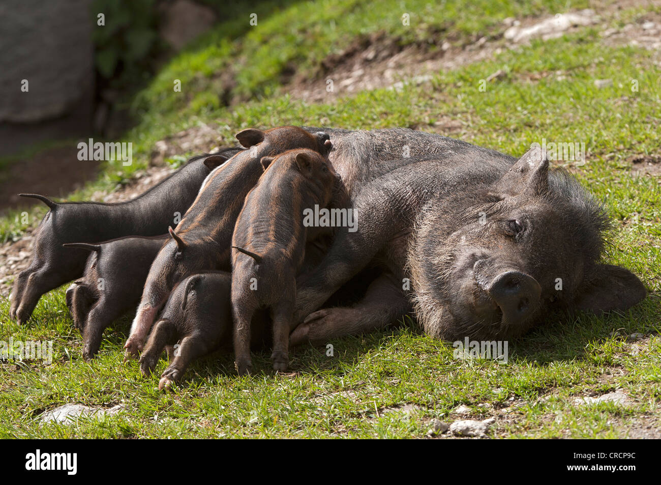 Pot-bellied pigs (Sus scrofa), sow suckling piglets, Wildpark Assling wildlife park, East Tyrol, Austria, Europe Stock Photo