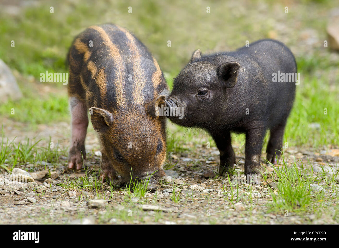 Pot-bellied pig (Sus scrofa), piglets, Wildpark Assling wildlife park, East Tyrol, Austria, Europe Stock Photo