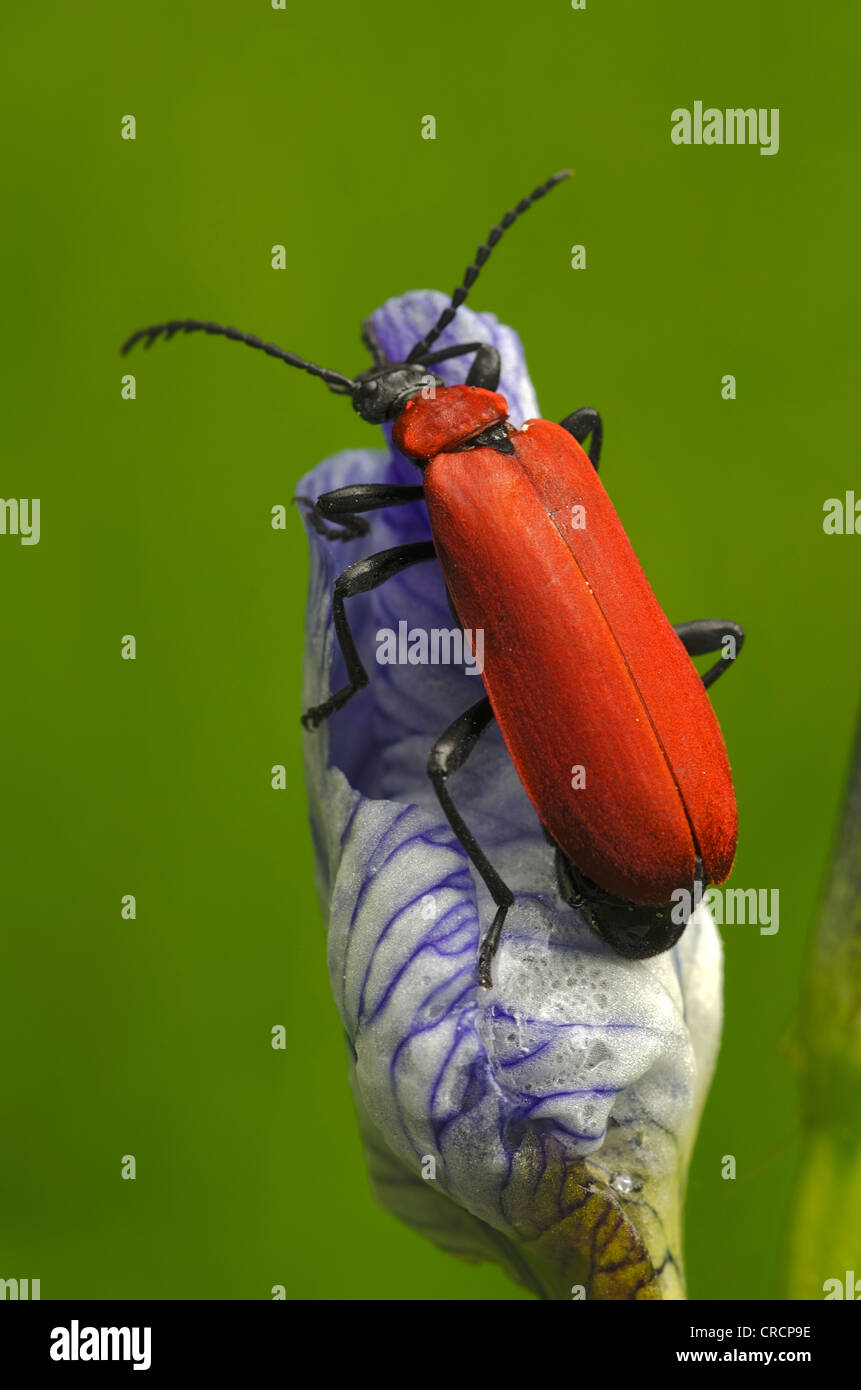 Cardinal Beetle (Pyrochroa coccinea), Rote Au, Feldkirch, Vorarlberg, Austria, Europe Stock Photo