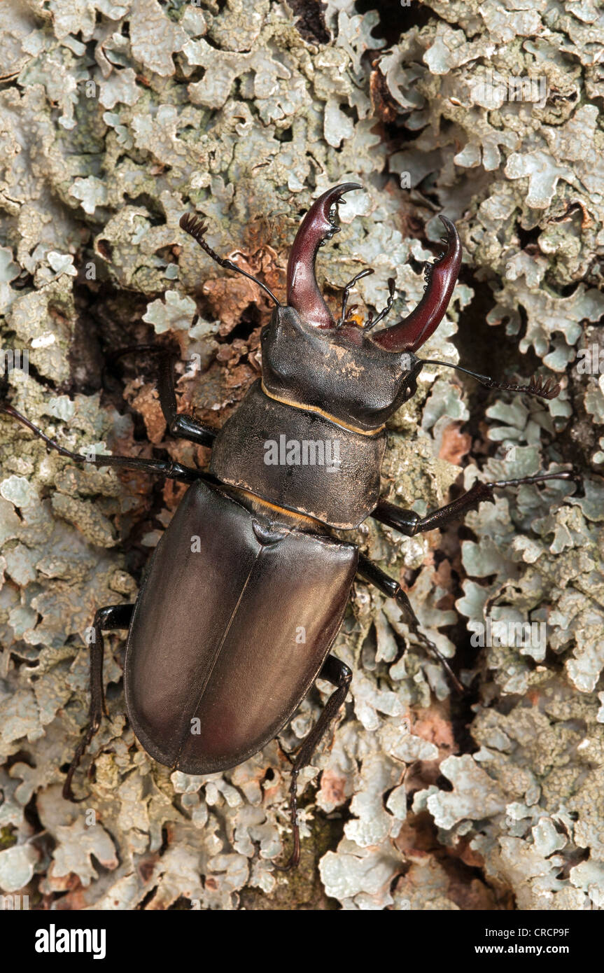Stag beetle (Lucanus cervus), male, Burgenland, Austria, Europe Stock Photo