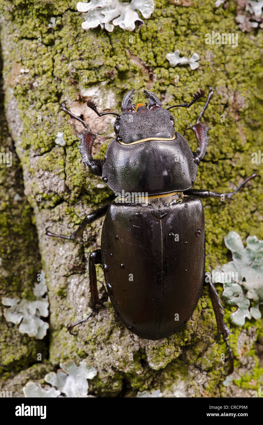 Stag beetle (Lucanus cervus), female, Burgenland, Austria, Europe Stock Photo