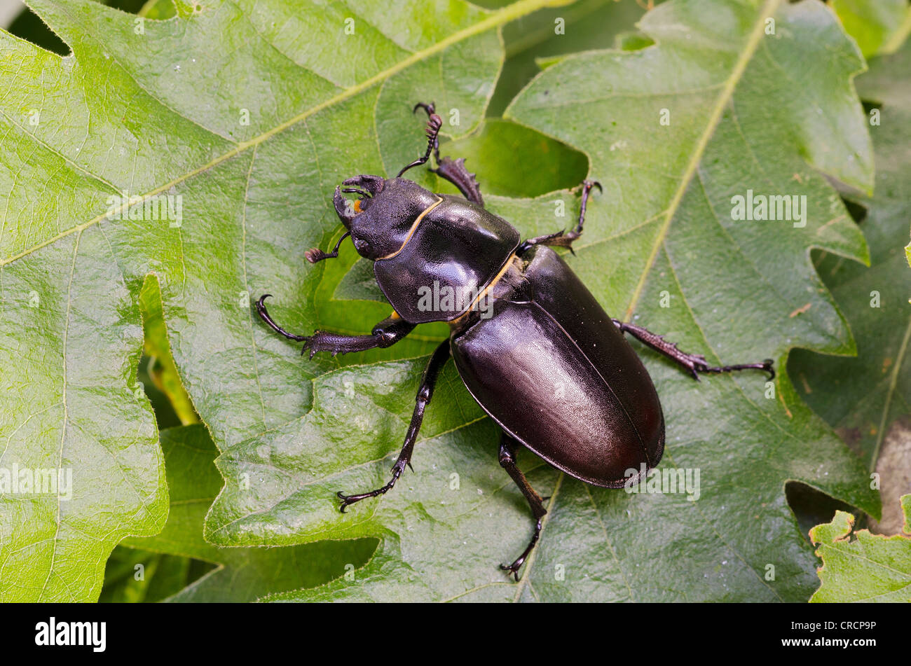 Stag beetle (Lucanus cervus), female, Burgenland, Austria, Europe Stock Photo